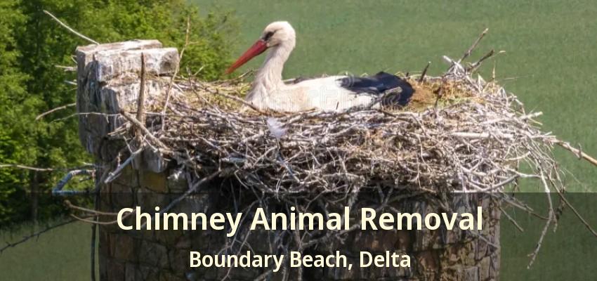 Chimney Animal Removal Boundary Beach, Delta - BC