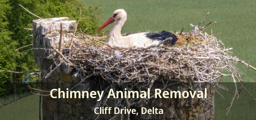 Chimney Animal Removal Cliff Drive, Delta - BC