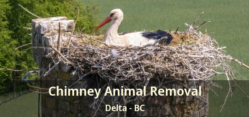 Chimney Animal Removal Delta - BC
