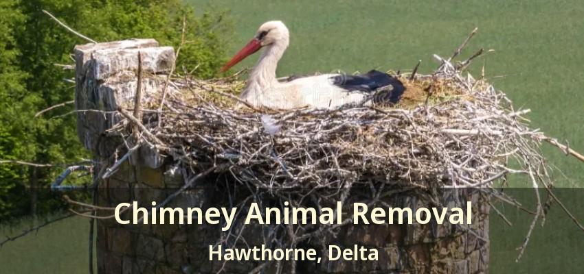 Chimney Animal Removal Hawthorne, Delta - BC