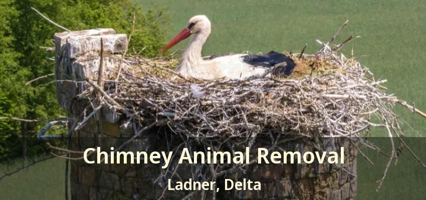 Chimney Animal Removal Ladner, Delta - BC