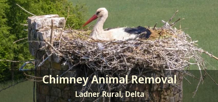 Chimney Animal Removal Ladner Rural, Delta - BC