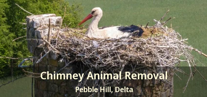 Chimney Animal Removal Pebble Hill, Delta - BC