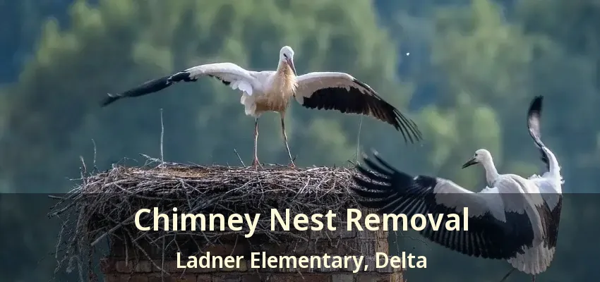 Chimney Nest Removal Ladner Elementary, Delta - BC